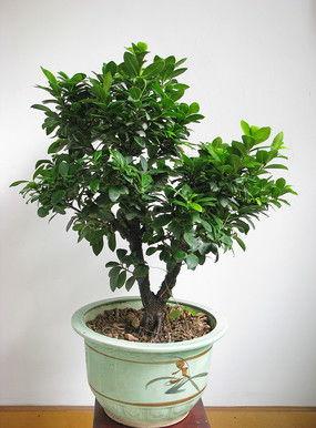 榕树图片和资料