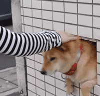 遛狗表情包动态图,遛狗表情包动态图趣味盘点